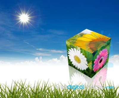 Flower Cube Stock Photo