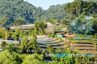 Flower Farm Stock Photo