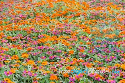 Flower Field Stock Photo