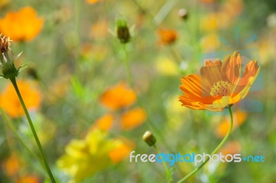 Flower Field Stock Photo