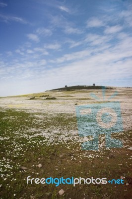 Flower Field Stock Photo