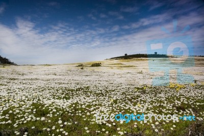 Flower Field Stock Photo