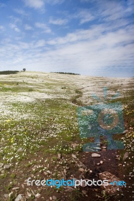 Flower Field Stock Photo