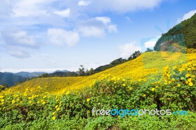 Flower Field On The Mountain Stock Photo