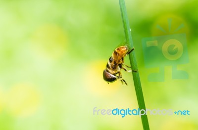 Flower Fly Stock Photo