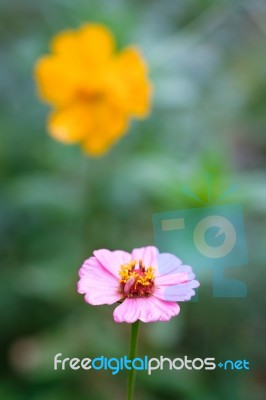 Flower From The Garden Stock Photo