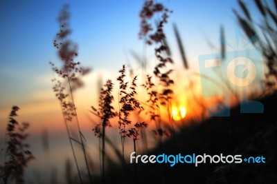 Flower Grass Stock Photo