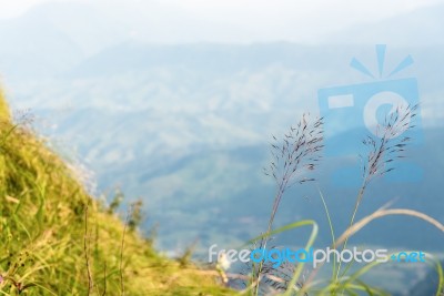 Flower Grass On The Mountain Stock Photo