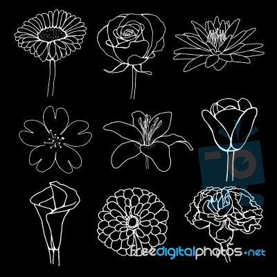 Flower Illustration Sketch Design Stock Image