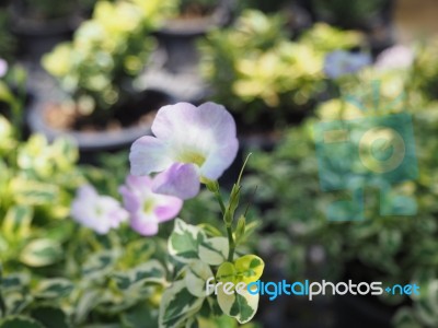 Flower In The Garden Stock Photo