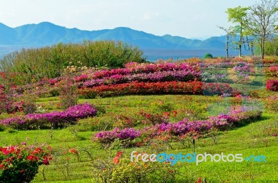 Flower In The Garden With Mountain In Thailand Stock Photo