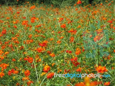 Flower Meadow Stock Photo