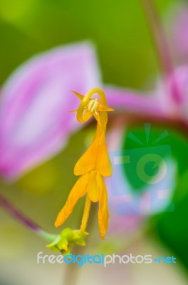 Flower Of Globba Winitii Or Mauve Dancing Girl Stock Photo