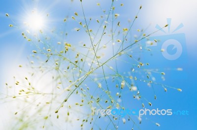 Flower Of Grass After Rain Stock Photo