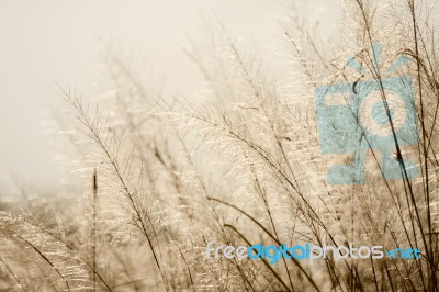 Flower Of Grass In The Morning Stock Photo