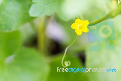 Flower Of Organic Agriculture Stock Photo