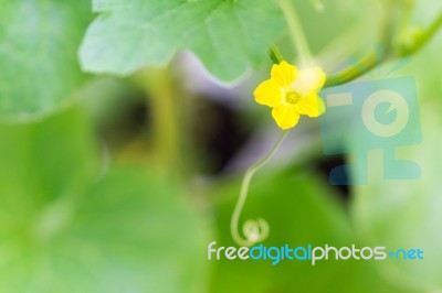 Flower Of Organic Agriculture Stock Photo