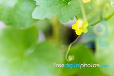 Flower Of Organic Agriculture Stock Photo