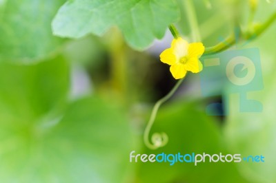 Flower Of Organic Agriculture Stock Photo