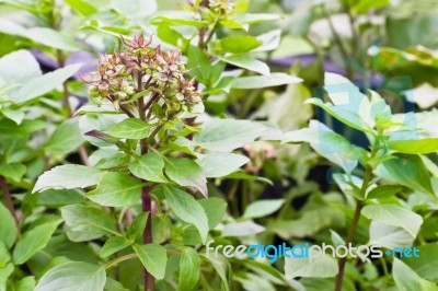 Flower Of Sweet Basil Stock Photo