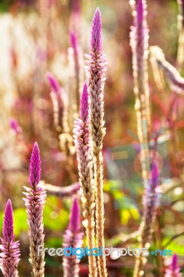 Flower Of Weed Grass Stock Photo