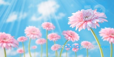 Flower On Spring Background Stock Photo