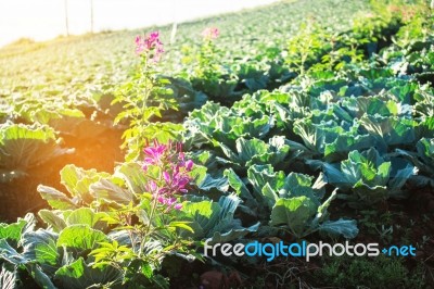 Flower On The Field Stock Photo