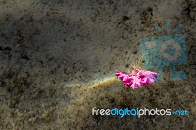 Flower Petal Floating On Clear Water Stock Photo