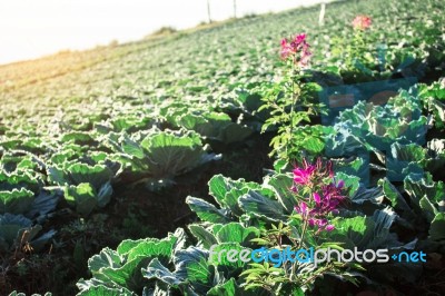 Flower Plant In The Garden Of Cabbage Stock Photo