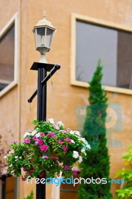 Flower Pots Hanging On The Light Pole Stock Photo