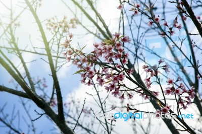 Flower Queen Tiger On A Background Of Blue Sky Stock Photo