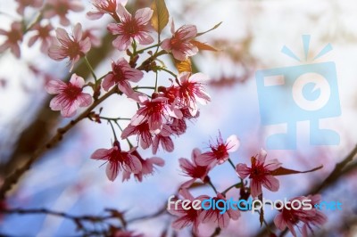 Flower Queen Tiger On A Background Of Blue Sky Stock Photo