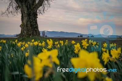 Flower Season Stock Photo