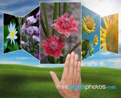 Flower Selection Stock Photo