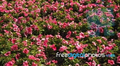 Flower Wall Background Stock Photo