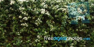 Flower Wall Background Stock Photo