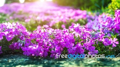 Flower With Sunlight In Spring. Nature Background In Spring Stock Photo