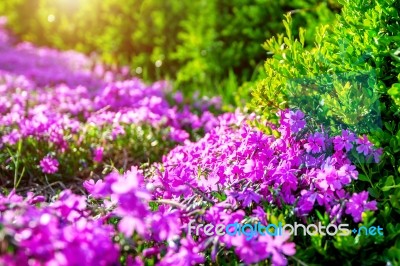 Flower With Sunlight In Spring. Nature Background In Spring Stock Photo