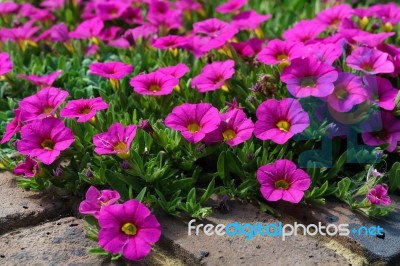 Flowerbed Of Petunias In East Grinstead Stock Photo