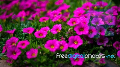 Flowerbed Of Petunias In East Grinstead Stock Photo