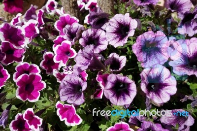 Flowerbed Of Petunias In Porto Cervo Stock Photo