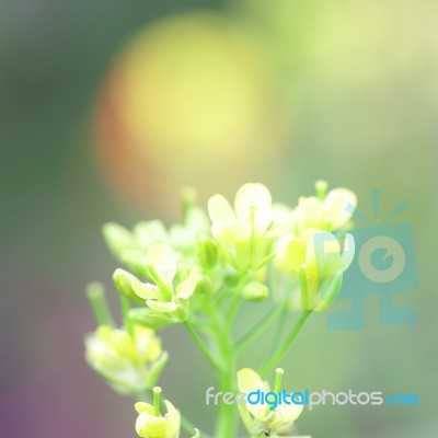 Flowering  Cabbage Stock Photo