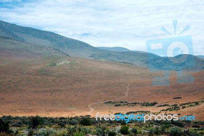 Flowering Desert (spanish: Desierto Florido) In The Chilean Atac… Stock Photo