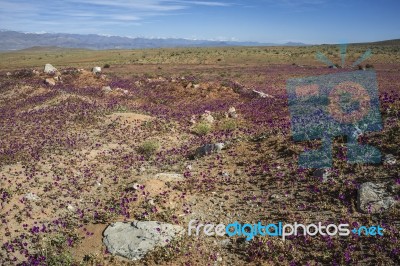 Flowering Desert (spanish: Desierto Florido) In The Chilean Atac… Stock Photo