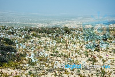 Flowering Desert (spanish: Desierto Florido) In The Chilean Atac… Stock Photo