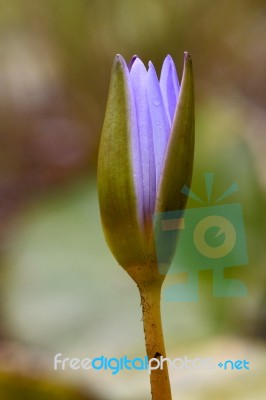 Flowering In Mauritius Stock Photo