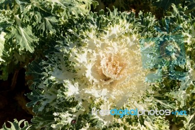 Flowering Kale ‘peacock White’ Stock Photo