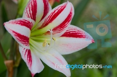 Flowering Lily In Summer In The Garden Stock Photo