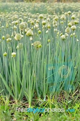 Flowering Onion Field Stock Photo