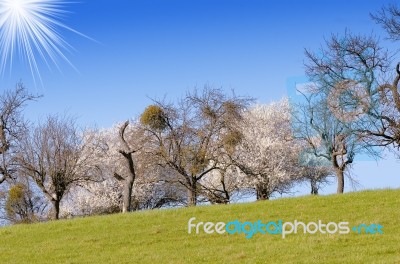 Flowering Trees In The Sun Stock Photo